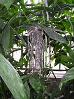 Chamaedorea Oblongata (fam. Arecacees) (Amerique centrale) (1) (Photo F. Mrugala)